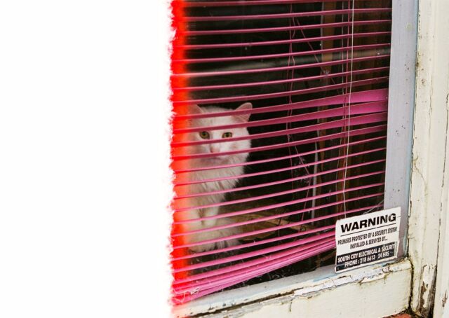 Cats and Dogs くもり時々晴れ#film #cats #dogs #snap #kodakportra400