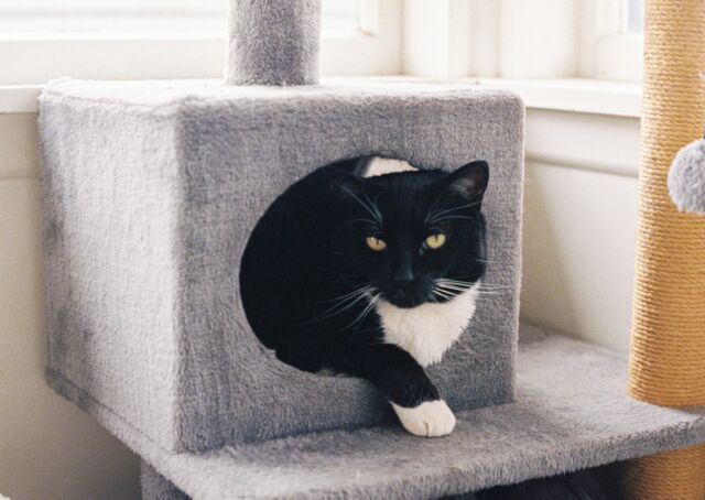 テマちゃんによるセクシーすぎるポージング俺が猫だった惚れちゃうね#cat #snap #film #portra #猫