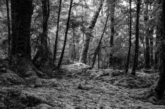 キ#tree #monochrome #forest #fjordlandnationalpark #nz
