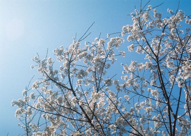 どこかしらのさくら、っていうのがちょうどいい#cherryblossom #sakura #spring #flowers #桜