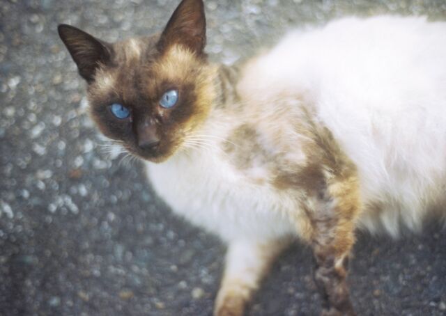 旅先で遭遇した猫たち#cat #film #snap #猫 #ねこ