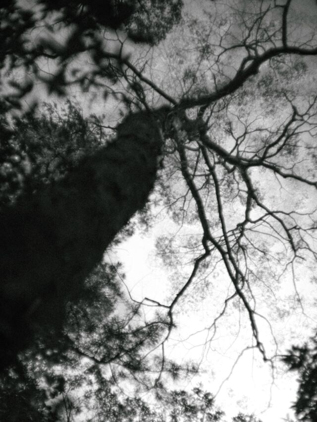 キ#monochrome #snap #trees #leaves #green