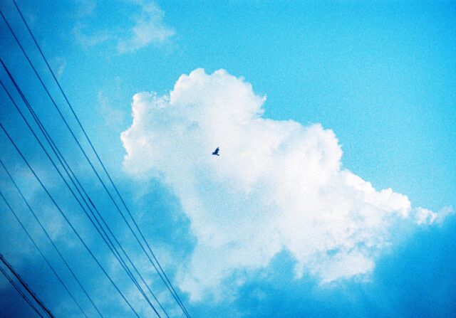 雷を内包した白い光の集合体は細胞分裂を繰り返すように膨張したり収縮したりして進む芋虫みたいで青空を徐々に貪り食うように進むが空に折り目をつけながら滑空する鳥たちはそいつらをただ啄むことしか考えていない。#雲 #積乱雲 #film #blue #fuji400